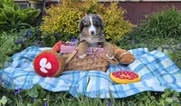 Zeus, a male Australian Shepherd and Bernese Mountain Dog for sale in Chetek, WI – 1 of 10