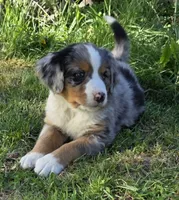 Roxy, a female Australian Shepherd and Bernese Mountain Dog for sale in Chetek, WI – 5 of 10