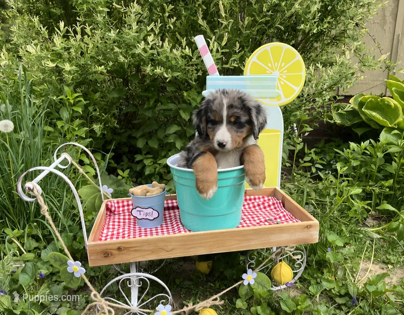 Zeus – Australian Shepherd, Bernese Mountain Dog puppy for sale in Chetek, WI