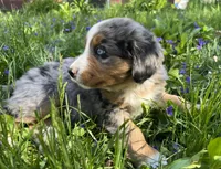 Rex, a male Australian Shepherd and Bernese Mountain Dog for sale in Chetek, WI – 2 of 10