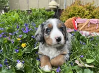 Sadie, a female Australian Shepherd and Bernese Mountain Dog for sale in Chetek, WI – 3 of 10