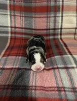 Lady, a female Australian Shepherd and Bernese Mountain Dog for sale in Chetek, WI – Photo 1 of 5