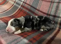 Lady, a female Australian Shepherd and Bernese Mountain Dog for sale in Chetek, WI – Photo 2 of 5