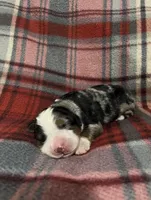 Lady, a female Australian Shepherd and Bernese Mountain Dog for sale in Chetek, WI – Photo 3 of 5