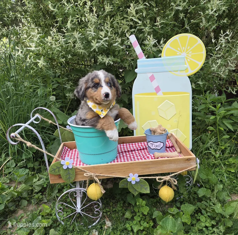 Rex – Australian Shepherd, Bernese Mountain Dog puppy for sale in Chetek, WI