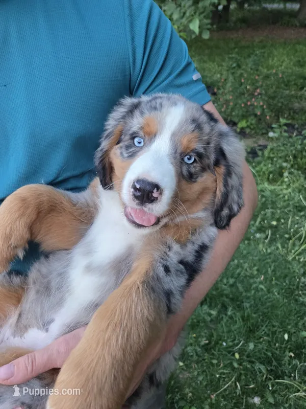 Sadie – Australian Shepherd, Bernese Mountain Dog puppy for sale in Chetek, WI