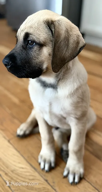 Mr Furry Fawn – English Mastiff puppy for sale in Head Waters, VA