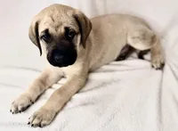 Mr Mastiff 7, a male English Mastiff for sale in Head Waters, VA – Photo 2 of 2