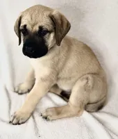 Mr Mastiff 7, a male English Mastiff for sale in Head Waters, VA – Photo 1 of 2