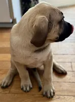 Mr Furry Fawn, a male English Mastiff for sale in Head Waters, VA – 2 of 4