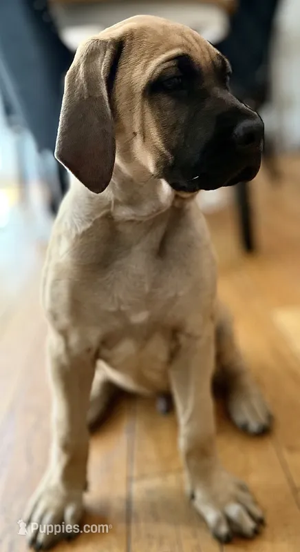 Mr Fawn – English Mastiff puppy for sale in Head Waters, VA