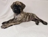 Mr Mastiff 4, a male English Mastiff for sale in Head Waters, VA – Photo 1 of 2