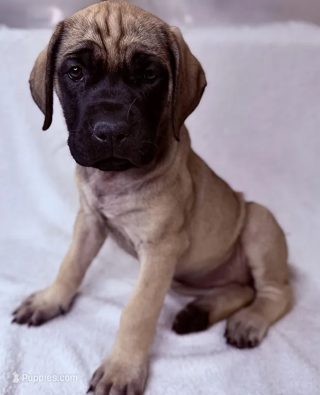 Miss Mastiff 1 – English Mastiff puppy for sale in Head Waters, VA