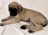 Miss Mastiff 1, a female English Mastiff for sale in Head Waters, VA – Photo 2 of 2