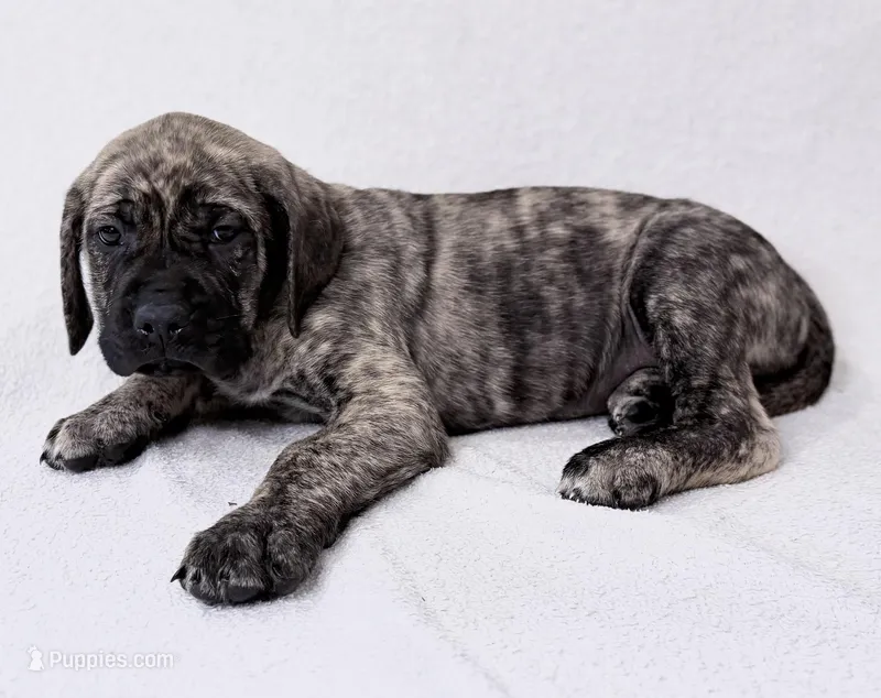 Mr Mastiff 3 – English Mastiff puppy for sale in Head Waters, VA