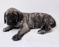 Mr Mastiff 3, a male English Mastiff for sale in Head Waters, VA – Photo 1 of 2