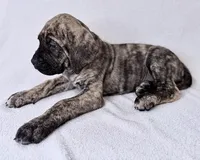 Mr Mastiff 3, a male English Mastiff for sale in Head Waters, VA – Photo 2 of 2