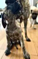 Mr Brindle, a male English Mastiff for sale in Head Waters, VA – 2 of 5