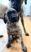 Mr Brindle, a male English Mastiff for sale in Head Waters, VA – 1 of 5