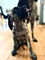 Mr Brindle, a male English Mastiff for sale in Head Waters, VA – 3 of 5