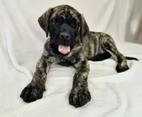 Mr Mastiff 5 (Darby), a male English Mastiff for sale in Head Waters, VA – Photo 2 of 2