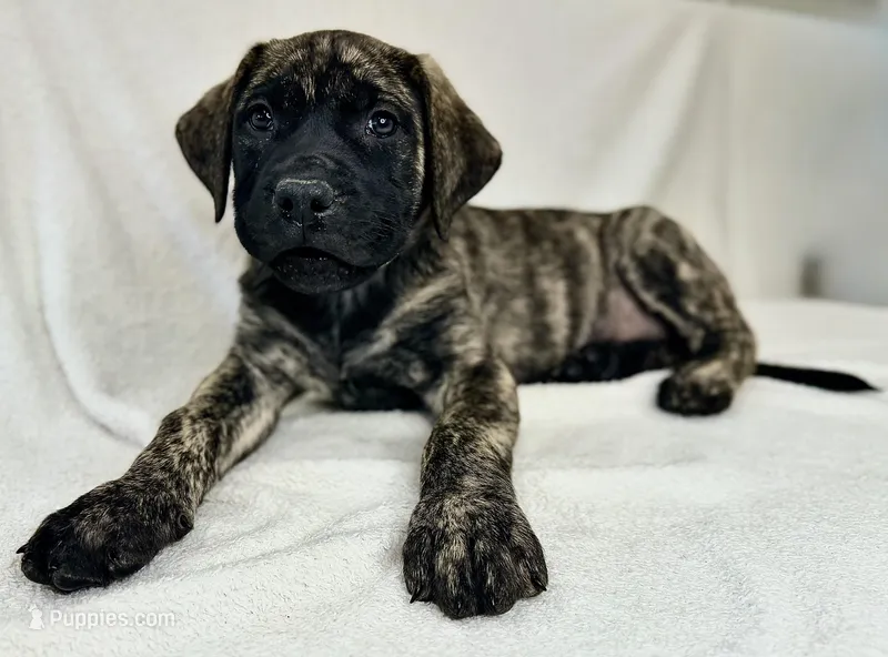 Mr Mastiff 5 (Darby) – English Mastiff puppy on hold in Head Waters, VA