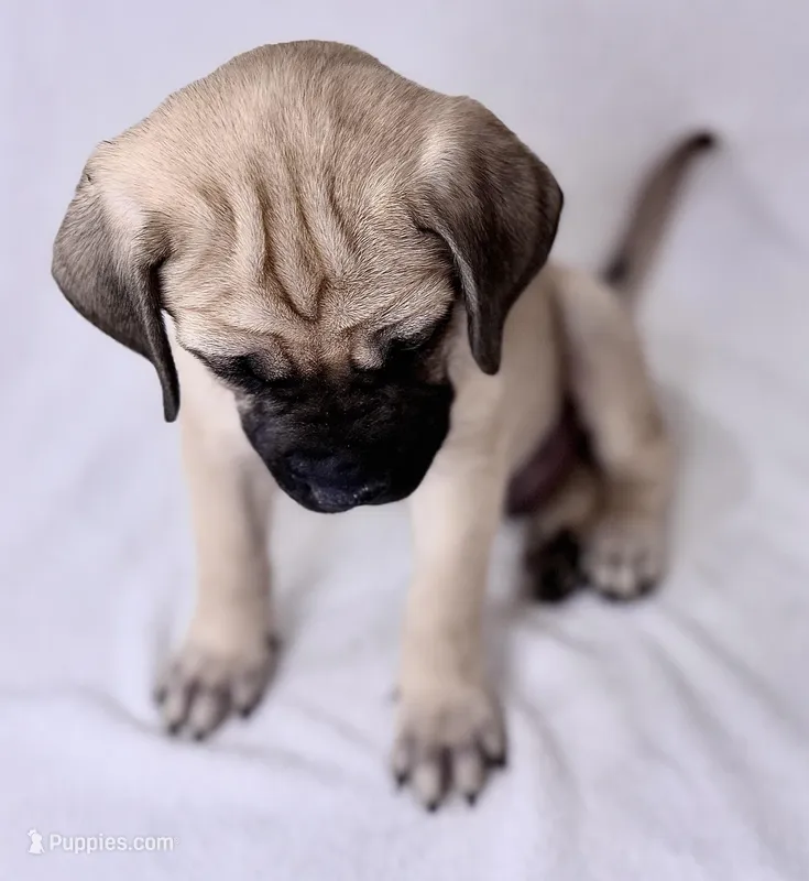 Mr Mastiff 1 – English Mastiff puppy for sale in Head Waters, VA