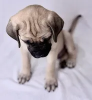 Mr Mastiff 1, a male English Mastiff for sale in Head Waters, VA – Photo 1 of 2