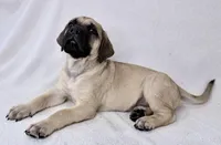 Mr Mastiff 1, a male English Mastiff for sale in Head Waters, VA – Photo 2 of 2