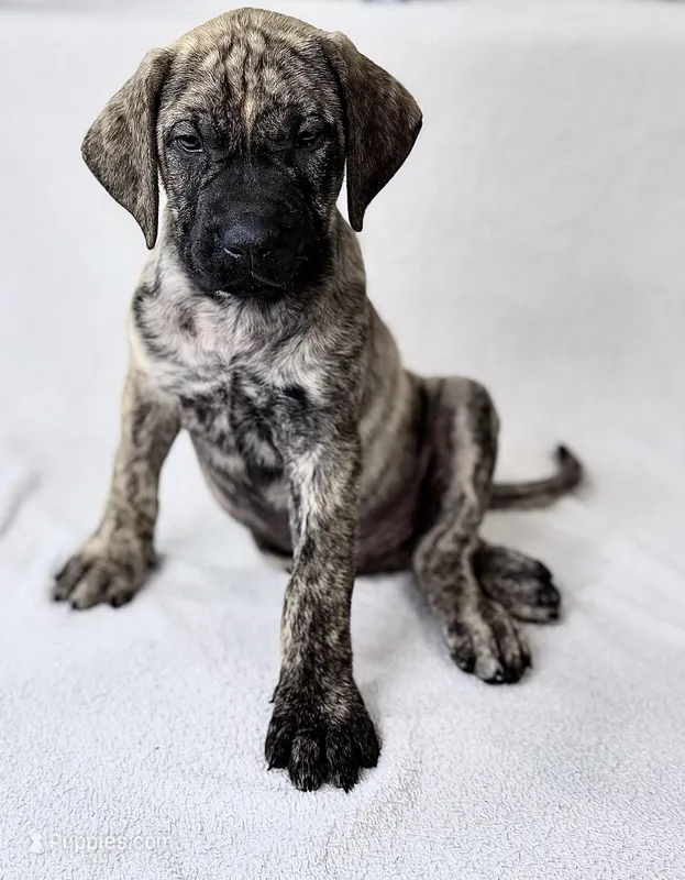Mr Mastiff 6 (Tigger) – English Mastiff puppy on hold in Head Waters, VA