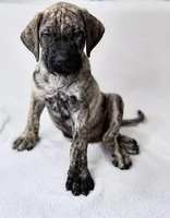Mr Mastiff 6 (Tigger), a male English Mastiff for sale in Head Waters, VA – Photo 1 of 2