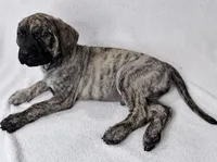 Mr Mastiff 6 (Tigger), a male English Mastiff for sale in Head Waters, VA – Photo 2 of 2