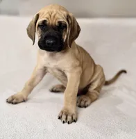 Mr Mastiff 2, a male English Mastiff for sale in Head Waters, VA – Photo 2 of 2