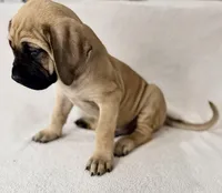 Mr Mastiff 2, a male English Mastiff for sale in Head Waters, VA – Photo 1 of 2