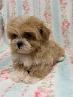 Tiny Toy Female, a female Maltipoo and Shih Tzu for sale in Houston, TX – Photo 4 of 6