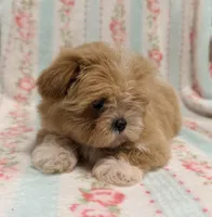 Tiny Toy Female, a female Maltipoo and Shih Tzu for sale in Houston, TX – Photo 2 of 6