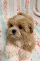 Tiny Toy Female, a female Maltipoo and Shih Tzu for sale in Houston, TX – Photo 1 of 6
