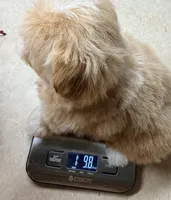 Tiny Toy Female, a female Maltipoo and Shih Tzu for sale in Houston, TX – Photo 5 of 6