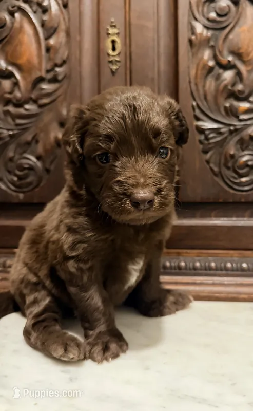 Adorable Chocolate Female – Aussiedoodle puppy for sale in Houston, TX