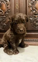 Adorable Chocolate Female, a female Aussiedoodle for sale in Houston, TX – 1 of 3