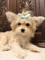 Little Female, a female Pomeranian for sale in Houston, TX – 3 of 7