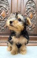 Darling little boy, a male Yorkshire Terrier for sale in Houston, TX – 2 of 5