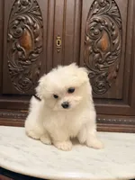 Precious Tiny Boy, a male Malchi for sale in Houston, TX – 4 of 6