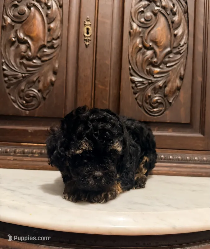 Tiny Toy Male – Poodle - Toy  puppy for sale in Houston, TX