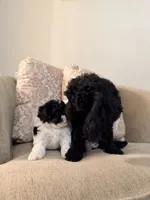 Tiny Toy Female, a female Poodle - Toy  for sale in Houston, TX – 10 of 10