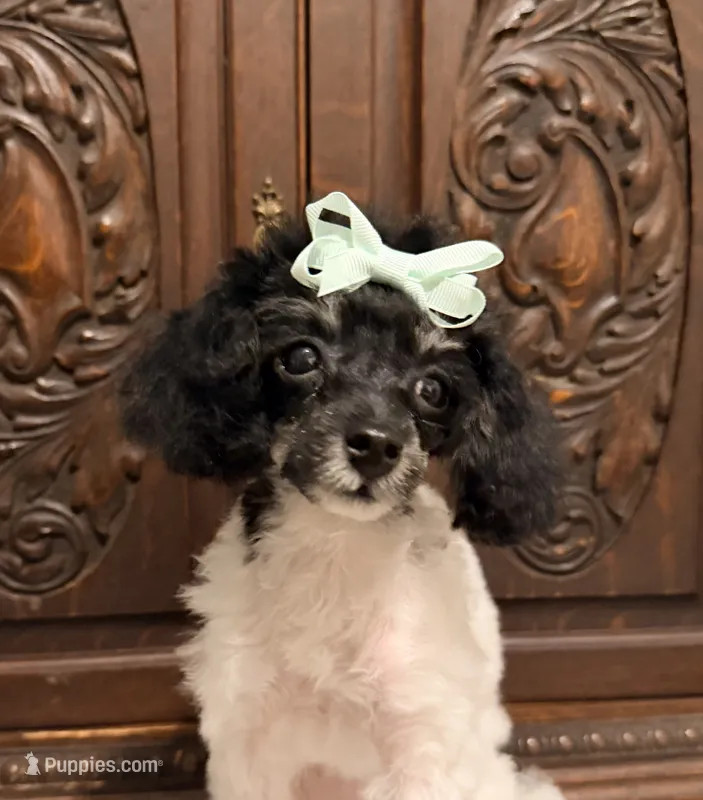 Tiny Toy Female – Poodle - Toy  puppy for sale in Houston, TX