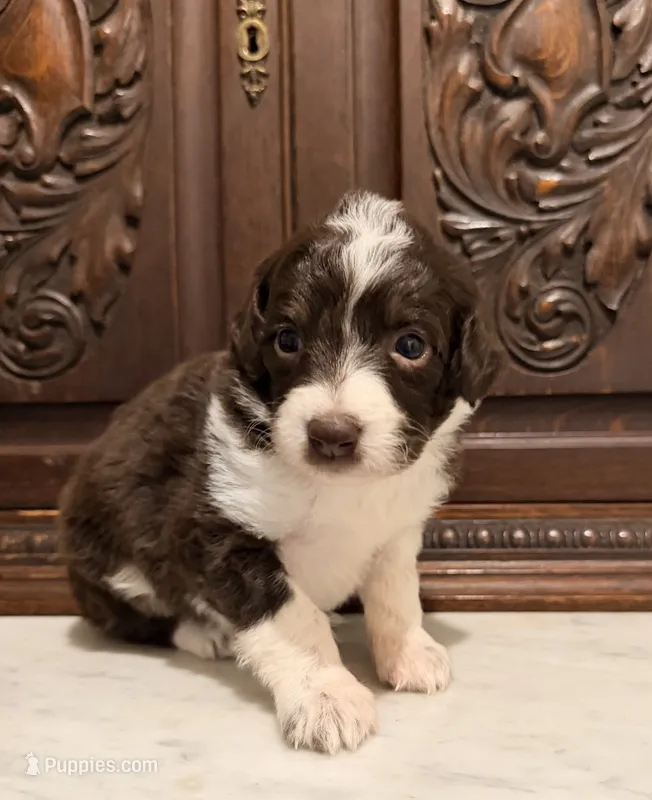 Adorable Dark Chocolate Female – Aussiedoodle puppy for sale in Houston, TX