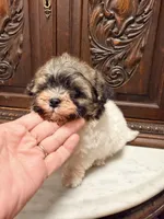 Tiny Little Boy , a male Maltipoo for sale in Houston, TX – 3 of 5