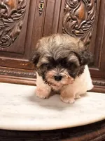 Tiny Little Boy , a male Maltipoo for sale in Houston, TX – 4 of 5