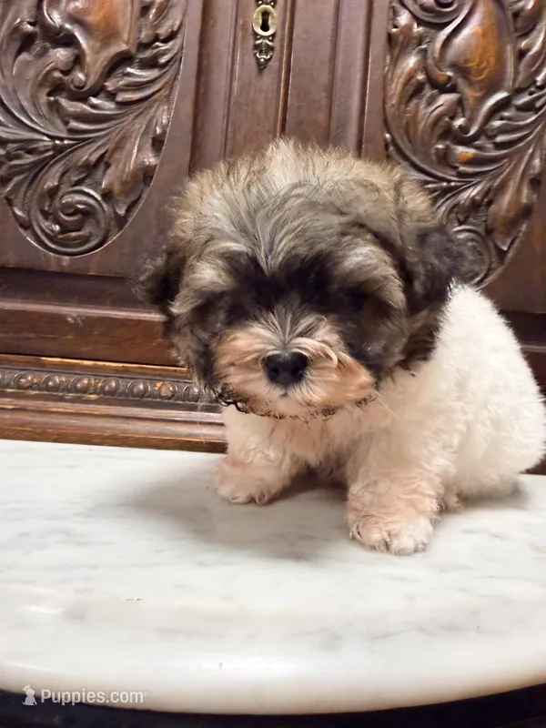 Tiny Little Boy  – Maltipoo puppy for sale in Houston, TX